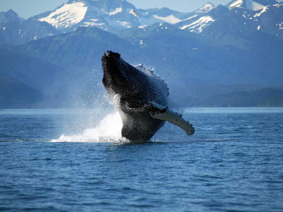 Whale jumping out of water in Norway