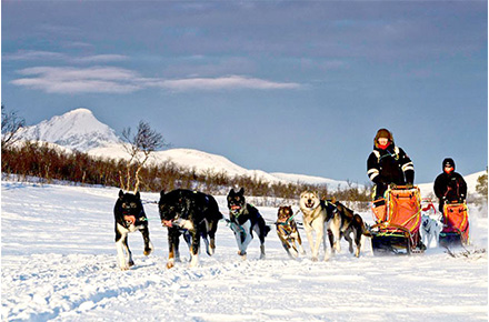 Dogs running on the snow in Daytime 